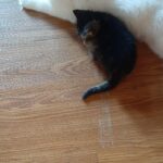 Chat perdu à Granby J2G 7W1 : Princesse , Autre