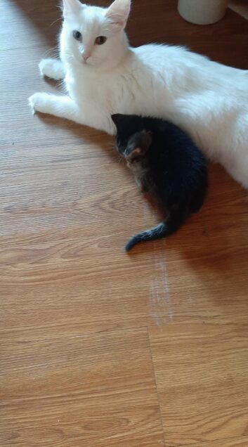 Chat perdu à Granby J2G 7W1 : Princesse , Autre