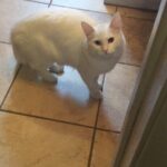 Chat perdu à Granby J2G 7W1 : Princesse , Autre