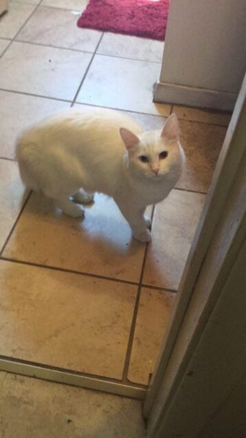 Chat perdu à Granby J2G 7W1 : Princesse , Autre