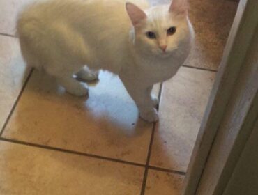 Chat perdu à Granby J2G 7W1 : Princesse , Autre