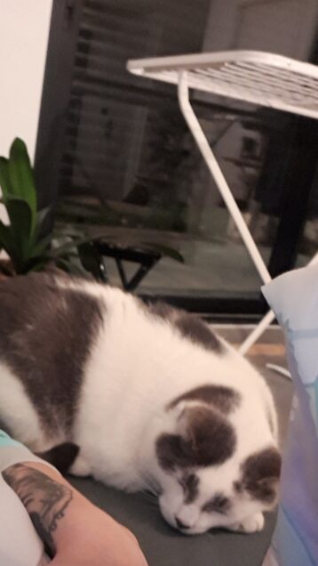 Chat perdu à Noisy-le-Grand 93160 : Plume, Chat de gouttière