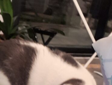 Chat perdu à Noisy-le-Grand 93160 : Plume, Chat de gouttière