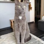 Chat perdu à   : Chupa, Européen