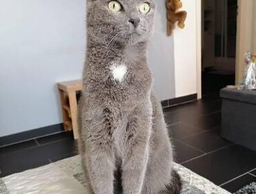 Chat perdu à : Chupa, Européen