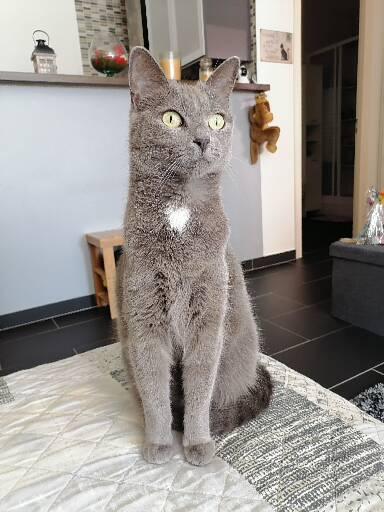 Chat perdu à   : Chupa, Européen