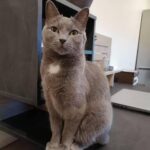 Chat perdu à   : Chupa, Européen