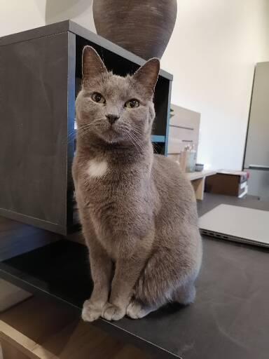 Chat perdu à   : Chupa, Européen