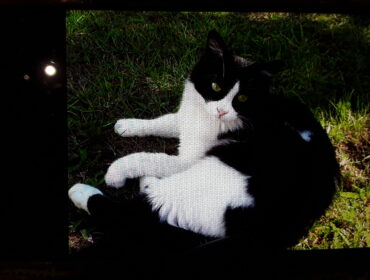 Chat perdu à Puget-sur-Argens 83480 : PIXEL, Européen