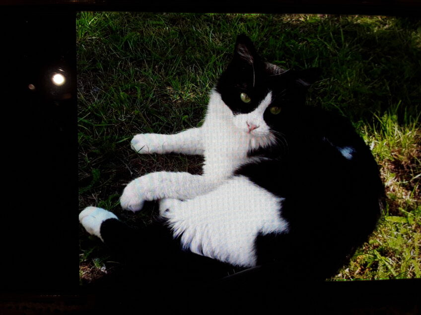 Chat perdu à Puget-sur-Argens 83480 : PIXEL, Européen