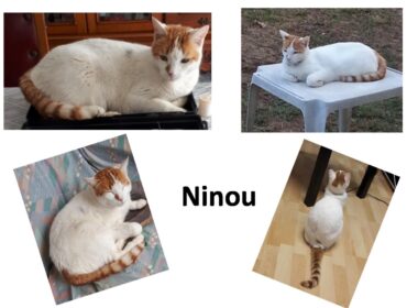 Chat perdu à Saint-Pierre-du-Mont 40280 : NINOU, Autre