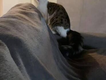 Chat perdu à Grandvilliers 60210 : Akashi, Européen