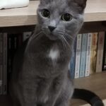 Chat perdu à   : Chupa, Européen