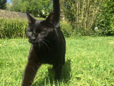 Chat perdu à Paimpol 22500 : Norton, Européen