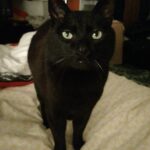 Chat perdu à Oullins 69600 : Merlin, Européen