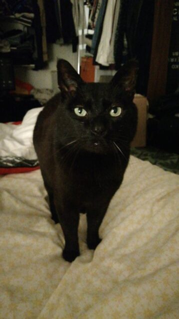 Chat perdu à Oullins 69600 : Merlin, Européen