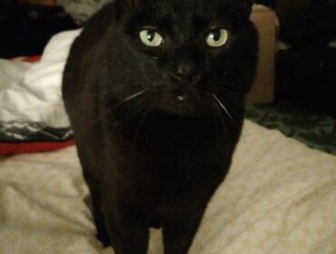 Chat perdu à Oullins 69600 : Merlin, Européen