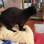 Chat perdu à Oullins 69600 : Merlin, Européen