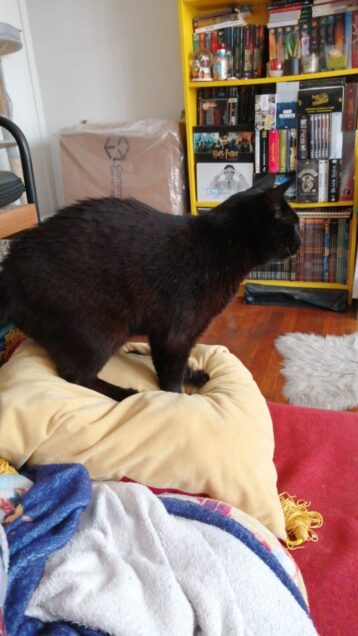 Chat perdu à Oullins 69600 : Merlin, Européen