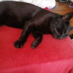 Chat perdu à Oullins 69600 : Merlin, Européen