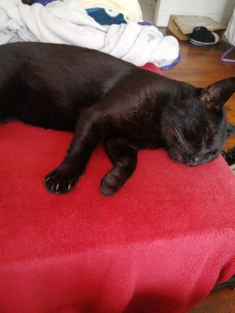 Chat perdu à Oullins 69600 : Merlin, Européen