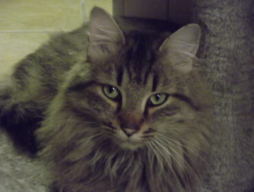 Chat perdu à : ARAMIS, Norvégien