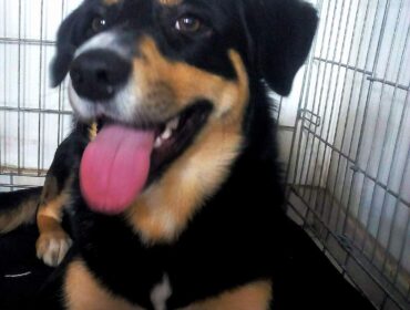 Chien perdu à Migron 17770 : Lancelot , Bouvier