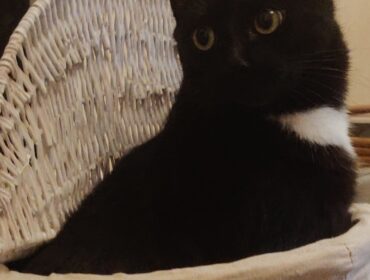 Chat perdu à Noidans-lès-Vesoul 70000 : Oups, Chat de gouttière