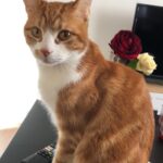 Chat perdu à Melun 77000 : Safy, Européen