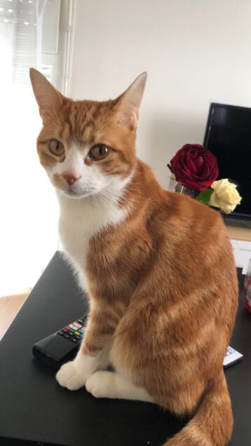 Chat perdu à Melun 77000 : Safy, Européen