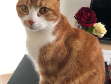 Chat perdu à Melun 77000 : Safy, Européen