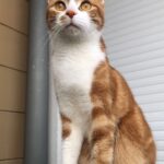 Chat perdu à Melun 77000 : Safy, Européen