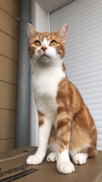 Chat perdu à Melun 77000 : Safy, Européen