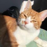 Chat perdu à Melun 77000 : Safy, Européen