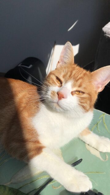 Chat perdu à Melun 77000 : Safy, Européen