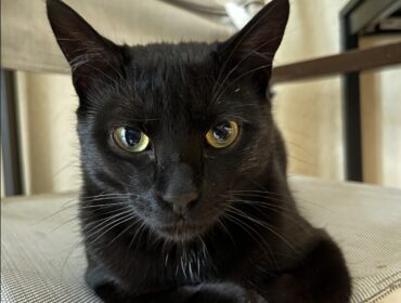 Chat perdu à Montpellier 34000 : SOPHOCLE, Autre