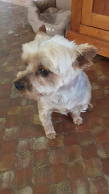 Chien perdu à Castries 34160 : Jedi, Yorkshire Terrier