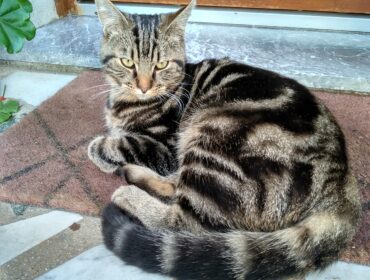 Chat perdu à Les Pavillons-sous-Bois 93320 : Merlin, Européen