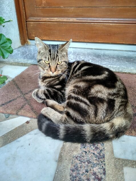 Chat perdu à Les Pavillons-sous-Bois 93320 : Merlin, Européen