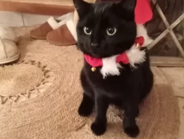 Chat perdu à Herny 57580 : ONYX, Européen