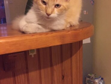 Chat perdu à Sanguinet 40460 : Croquette, Chat de gouttière