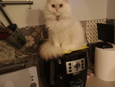 Chat perdu à Laurac 11270 : SAYA, Persan