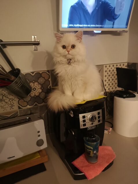 Chat perdu à Laurac 11270 : SAYA, Persan