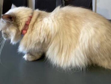 Chat perdu à Beaulieu-les-Fontaines 60310 : Choupette, Persan