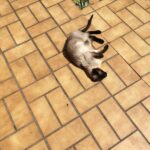 Chat perdu à Le Perreux-sur-Marne 94170 : Micki, Siamois