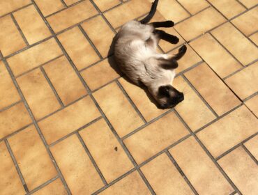 Chat perdu à Le Perreux-sur-Marne 94170 : Micki, Siamois