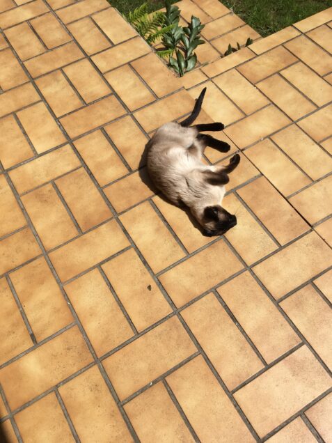 Chat perdu à Le Perreux-sur-Marne 94170 : Micki, Siamois