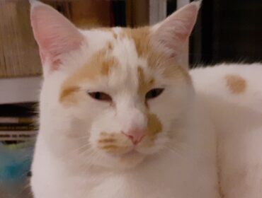 Chat perdu à Le Perreux-sur-Marne 94170 : AZRAEL, Européen