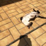 Chat perdu à Le Perreux-sur-Marne 94170 : Micki, Siamois