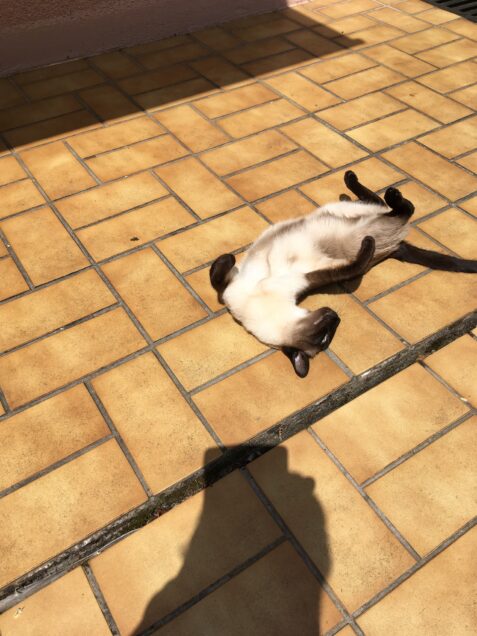 Chat perdu à Le Perreux-sur-Marne 94170 : Micki, Siamois